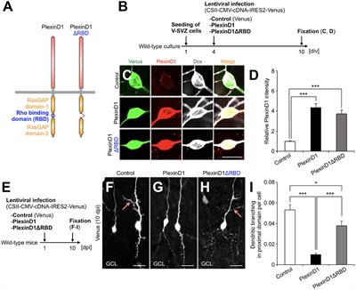 Corrigendum: PlexinD1 signaling controls domain-specific dendritic development in newborn neurons in the postnatal olfactory bulb